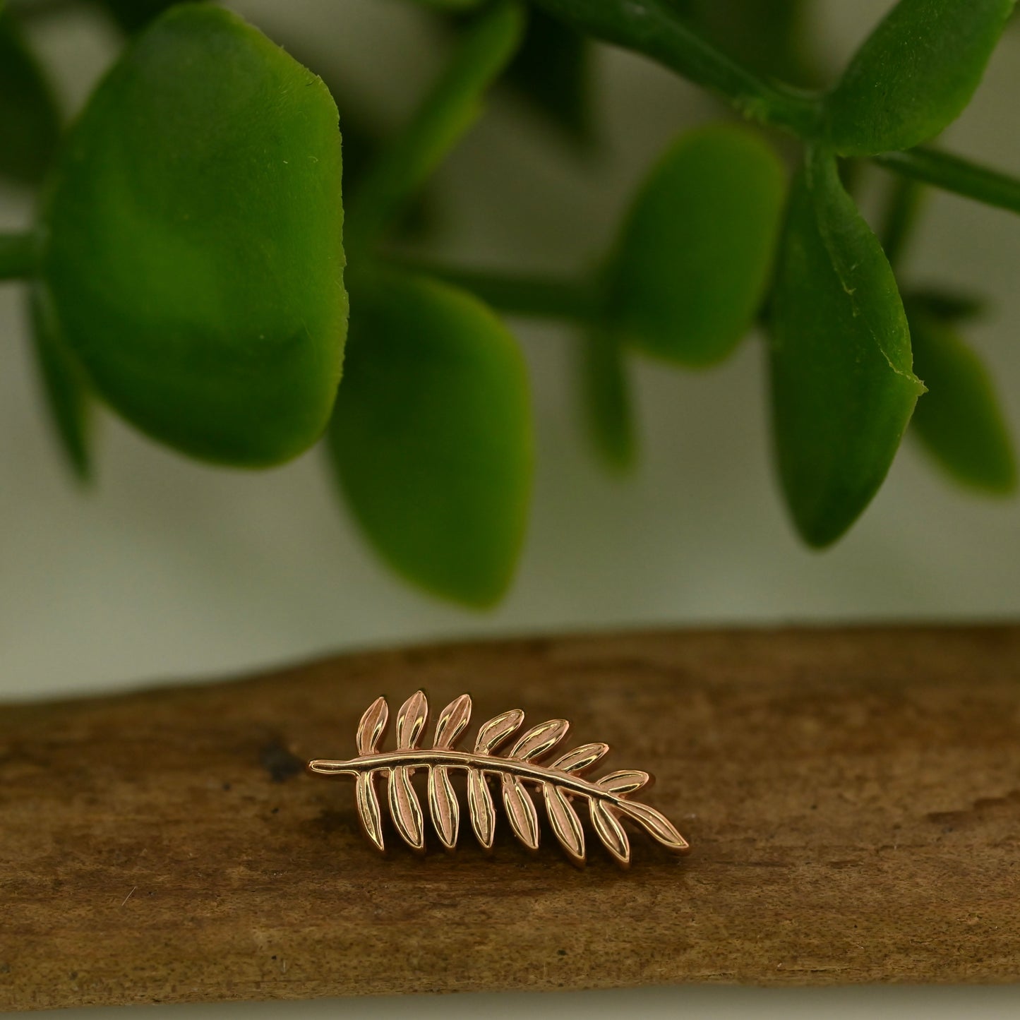 Fern