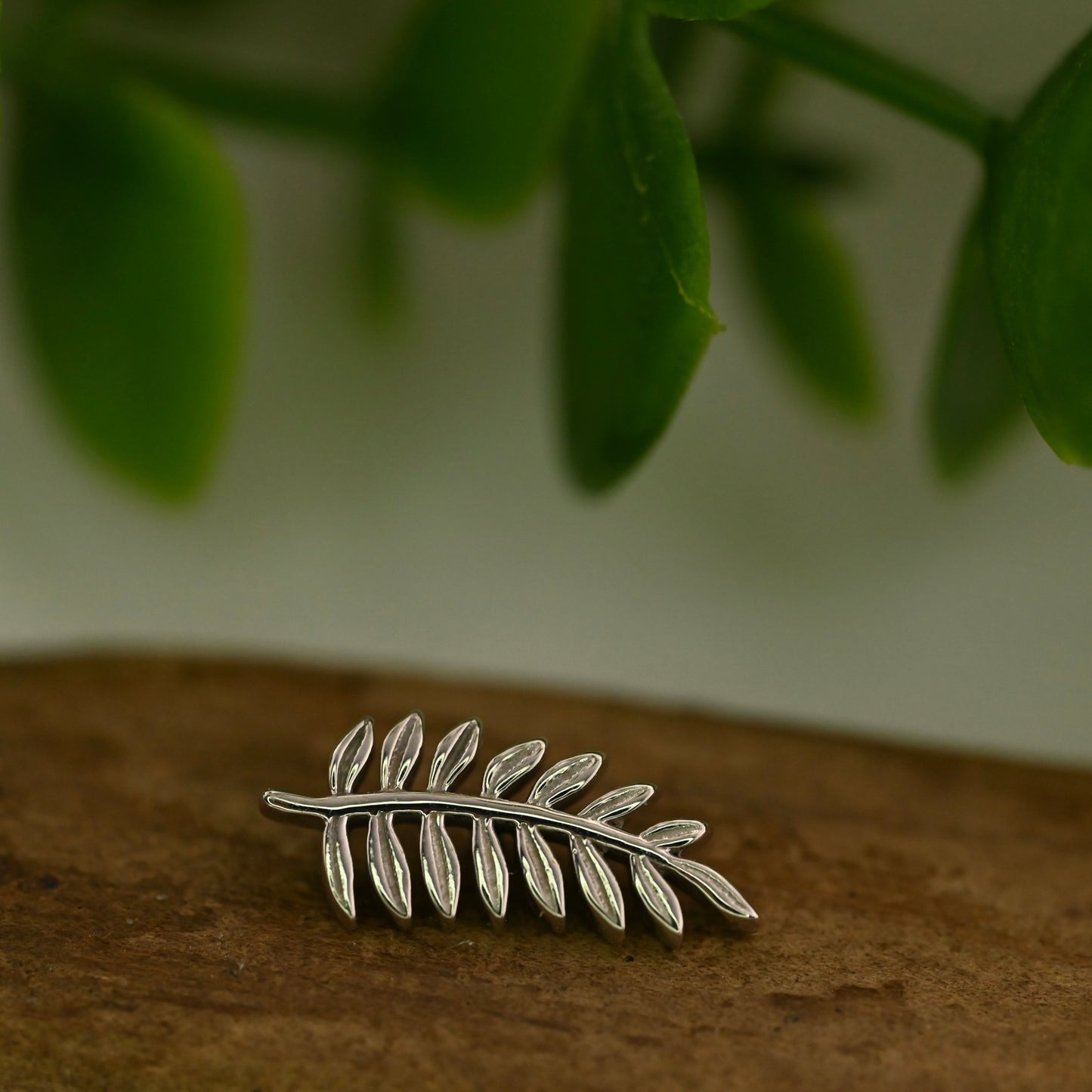 Fern