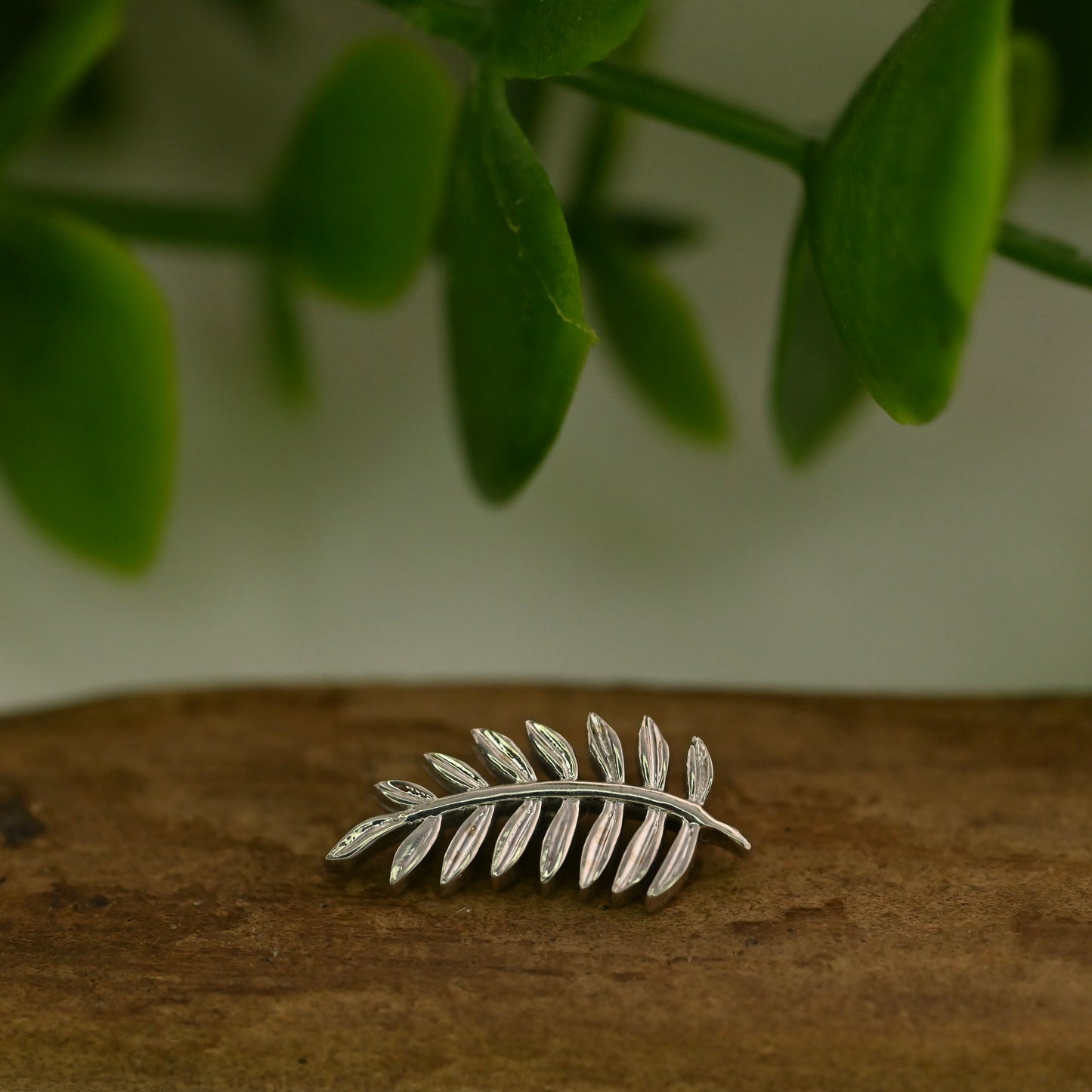 Fern