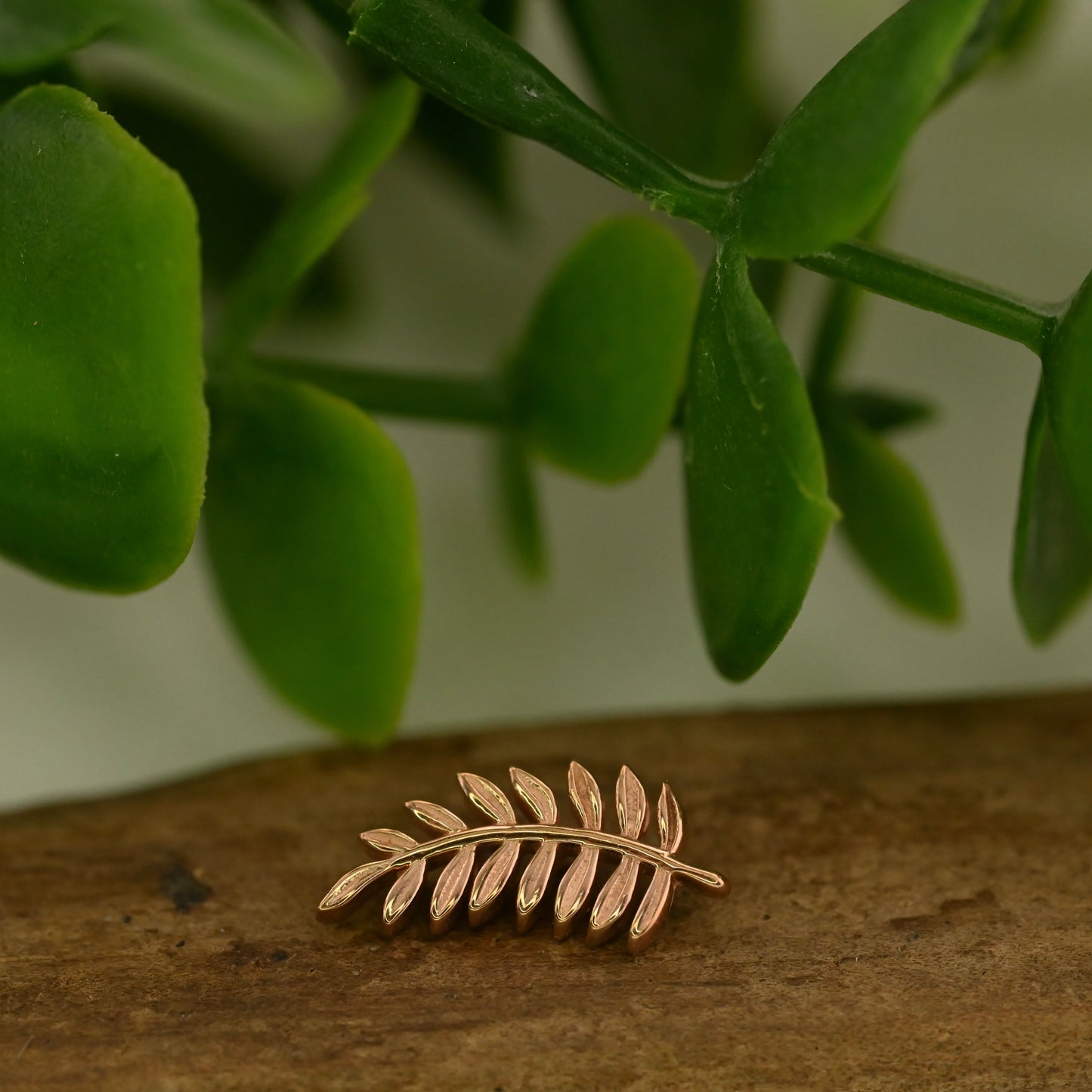 Fern