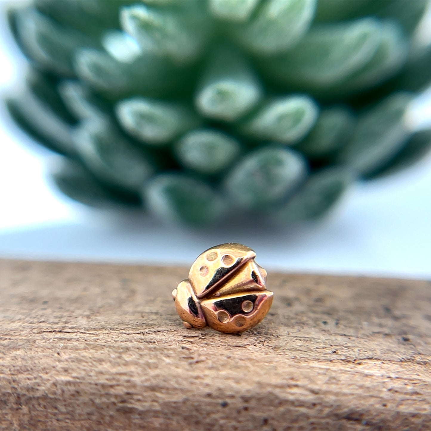 Lady Bug