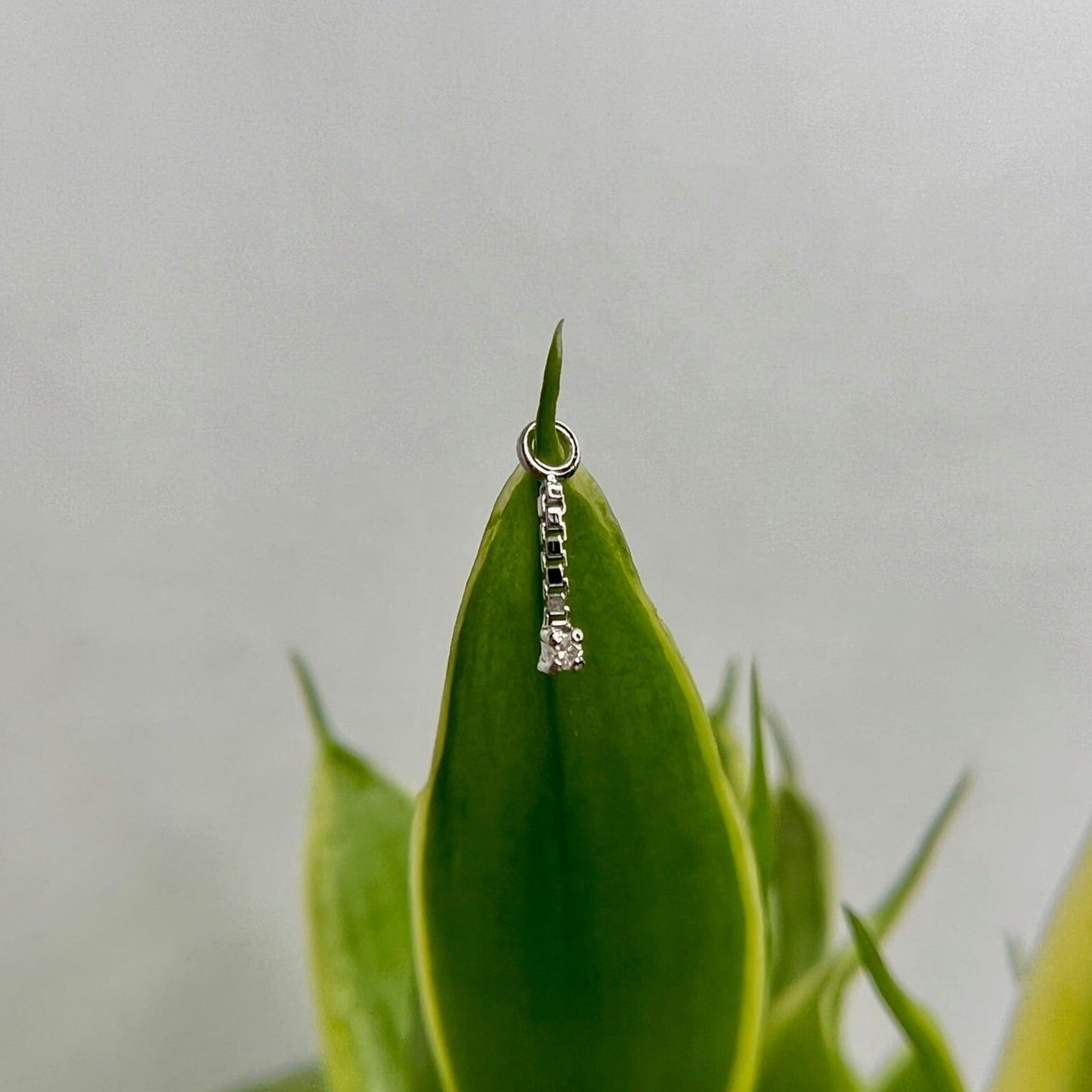 Bam Bam Charm - Agave in Bloom