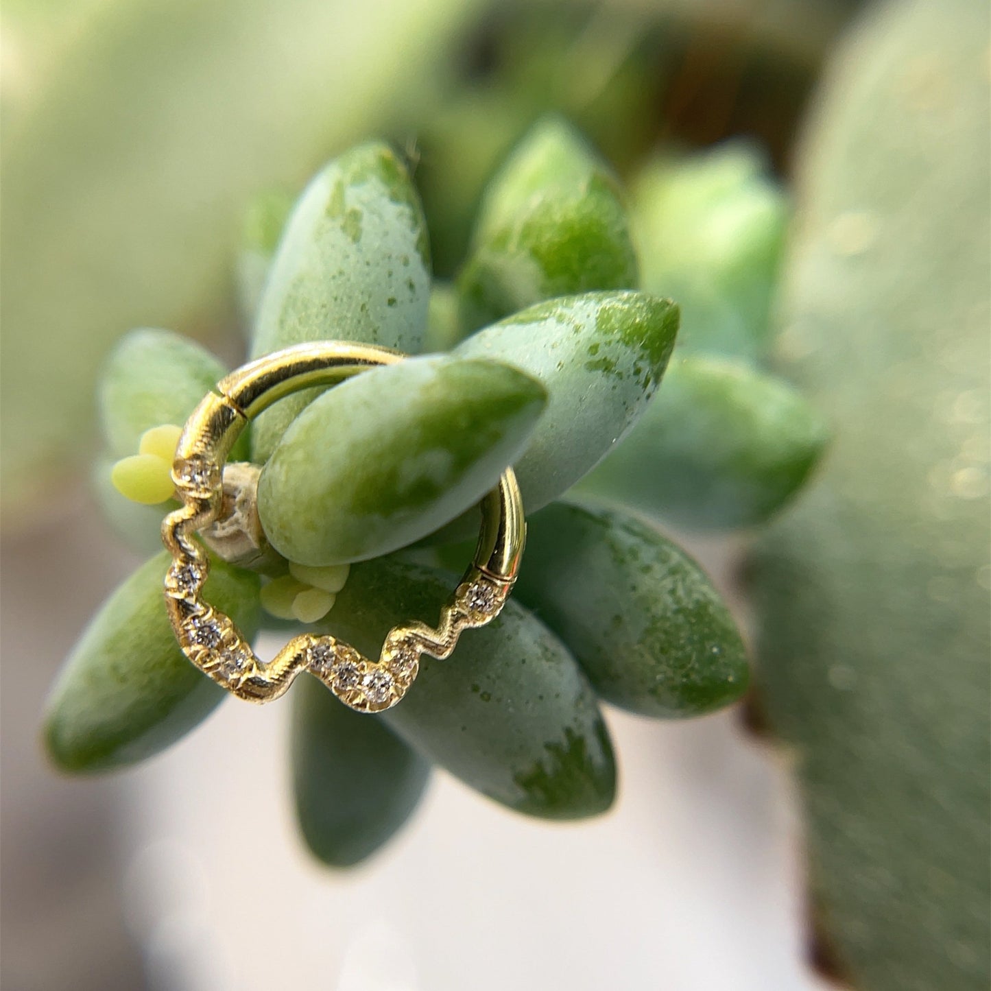 Either Way (Forward Facing) - Agave in Bloom