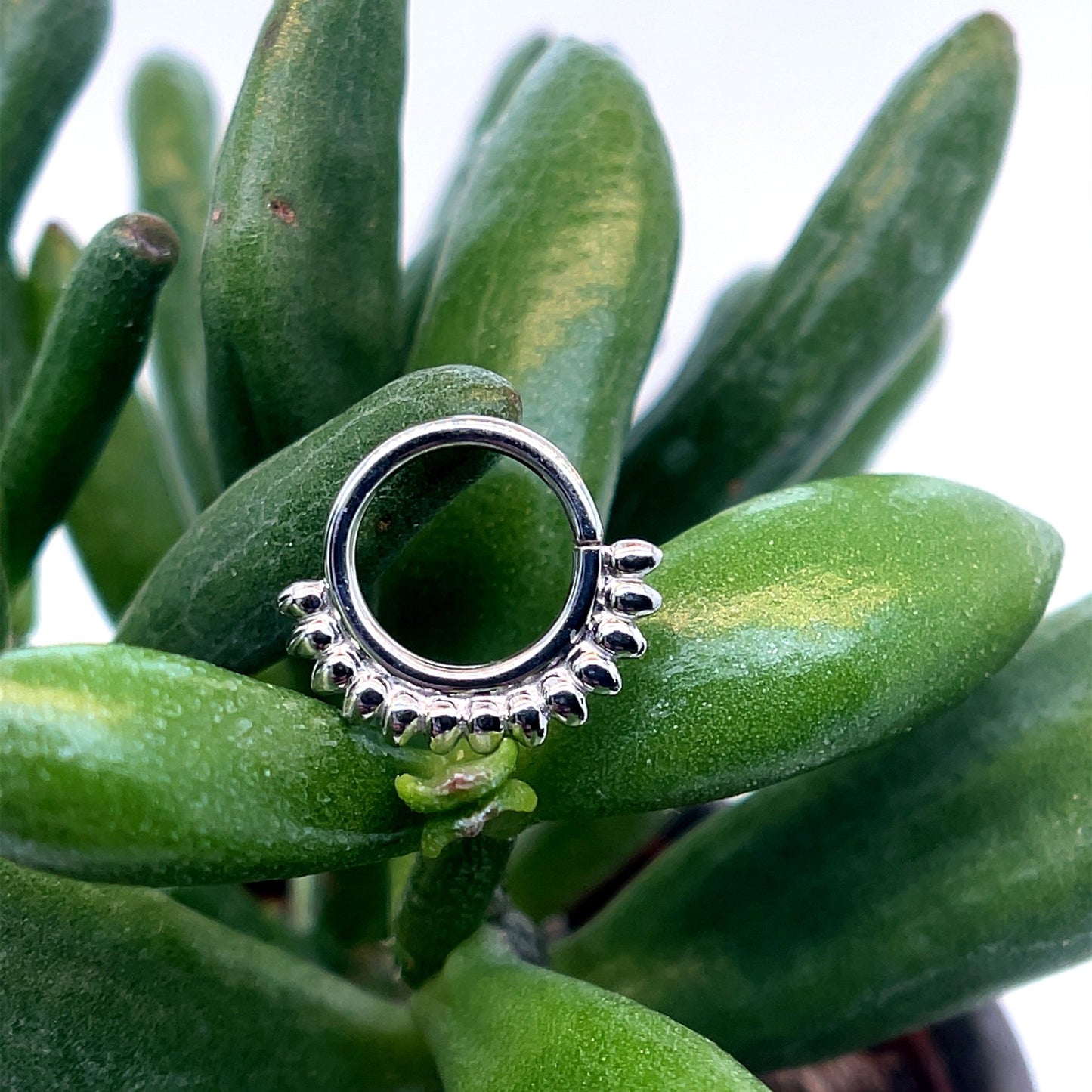 Janus - Agave in Bloom