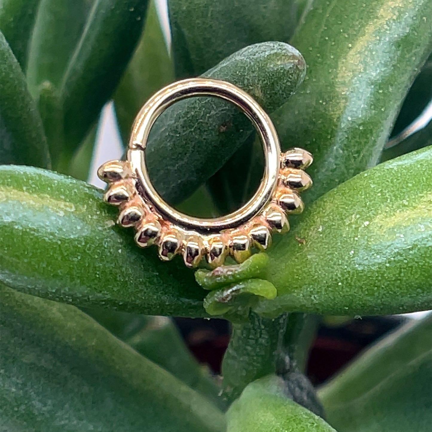Janus - Agave in Bloom