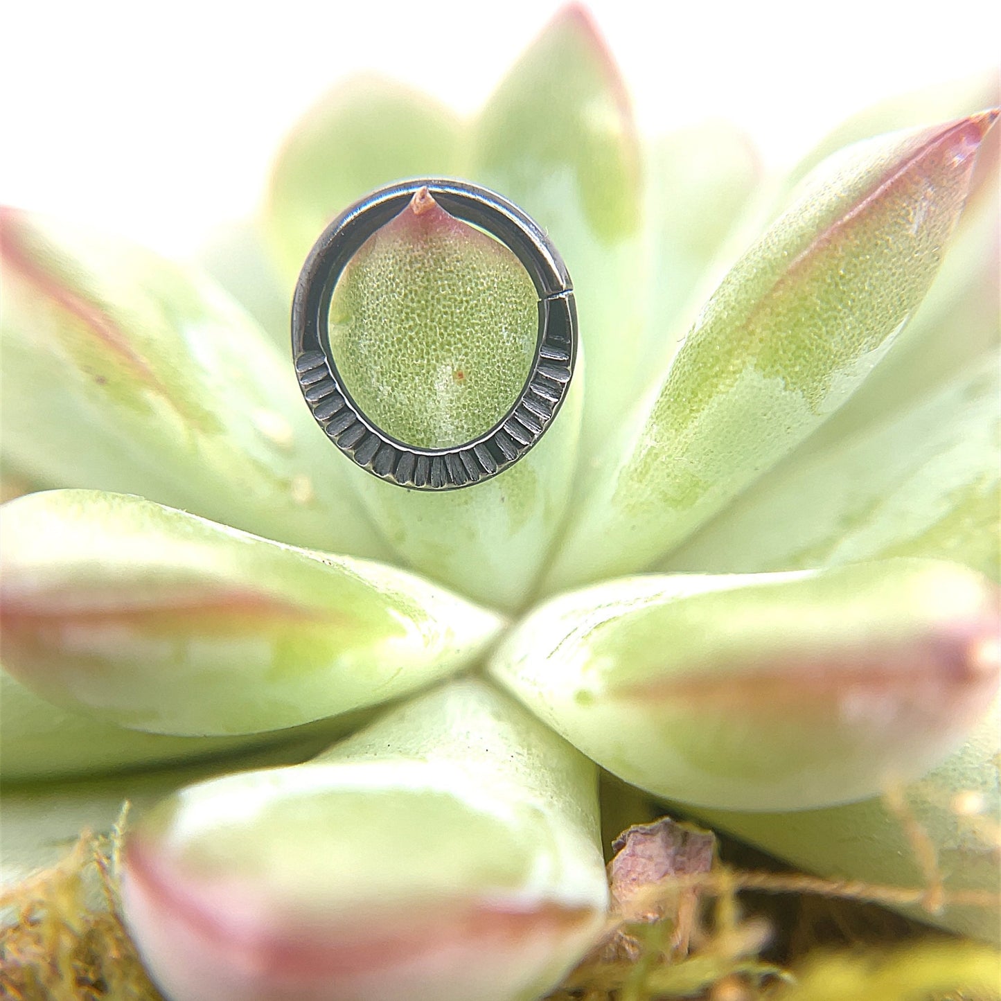 Morrigan High Polish Black Niobium Seam Ring - Agave in Bloom