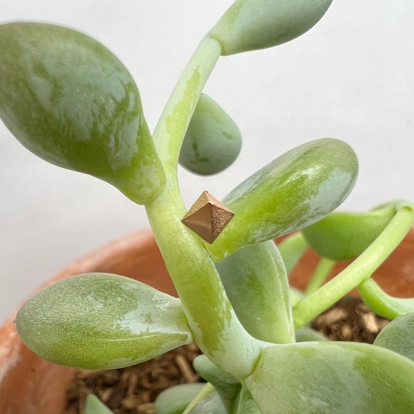 Prism - Agave in Bloom