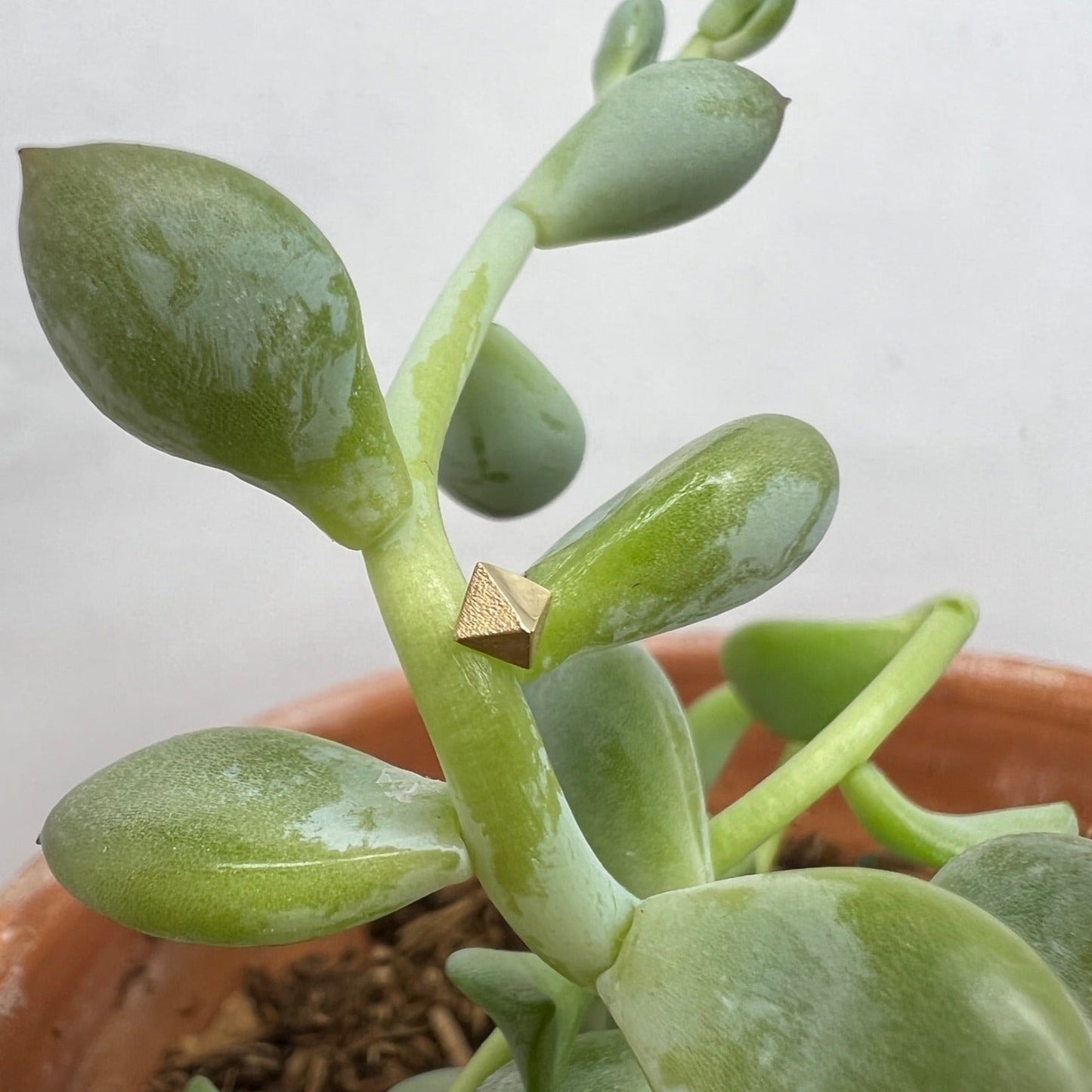 Prism - Agave in Bloom