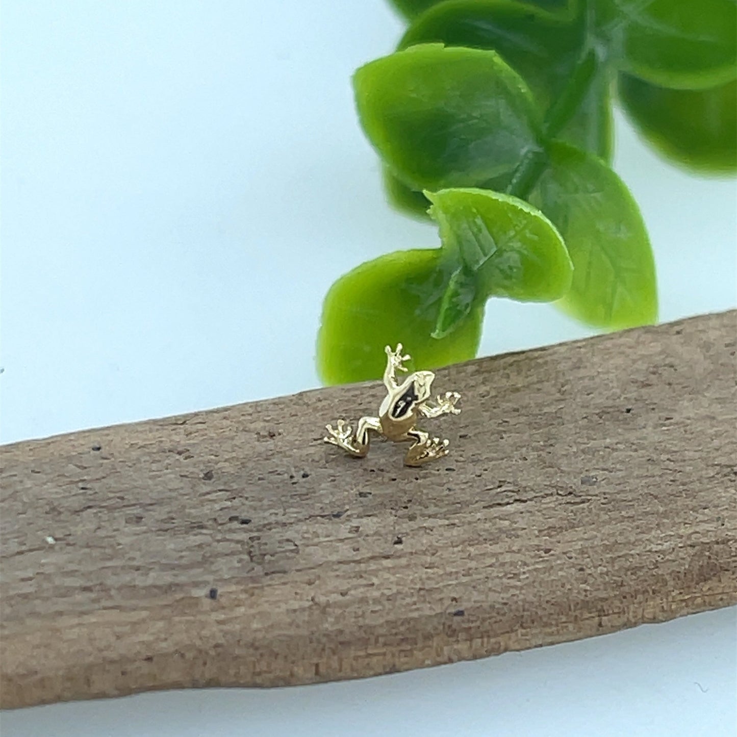 Tree Frog - Agave in Bloom