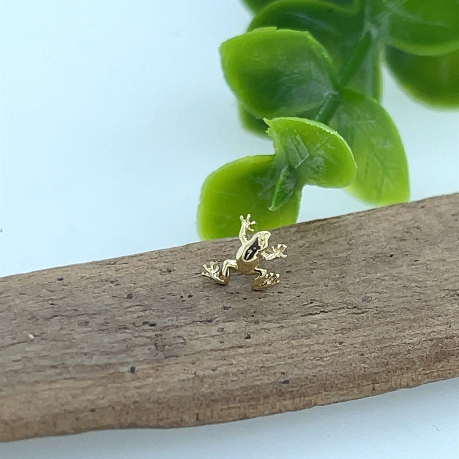 Tree Frog - Agave in Bloom