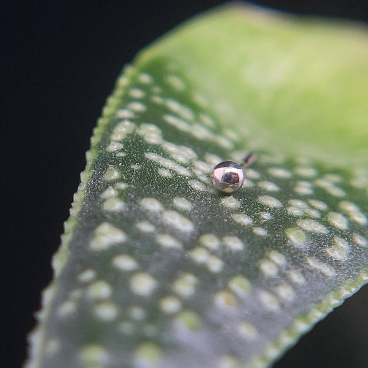 1.5mm Tiny Bead - Agave in Bloom