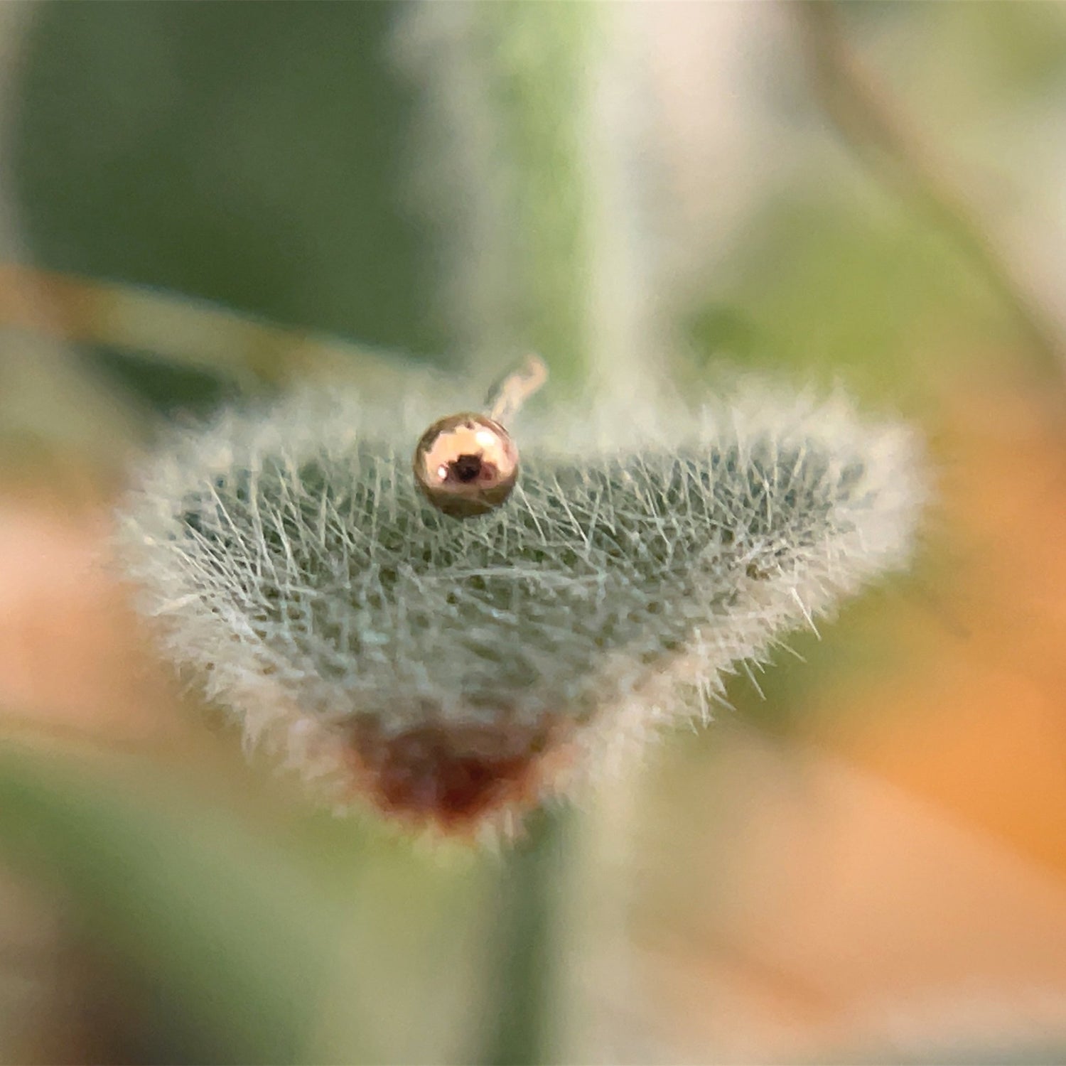 1.5mm Tiny Bead - Agave in Bloom