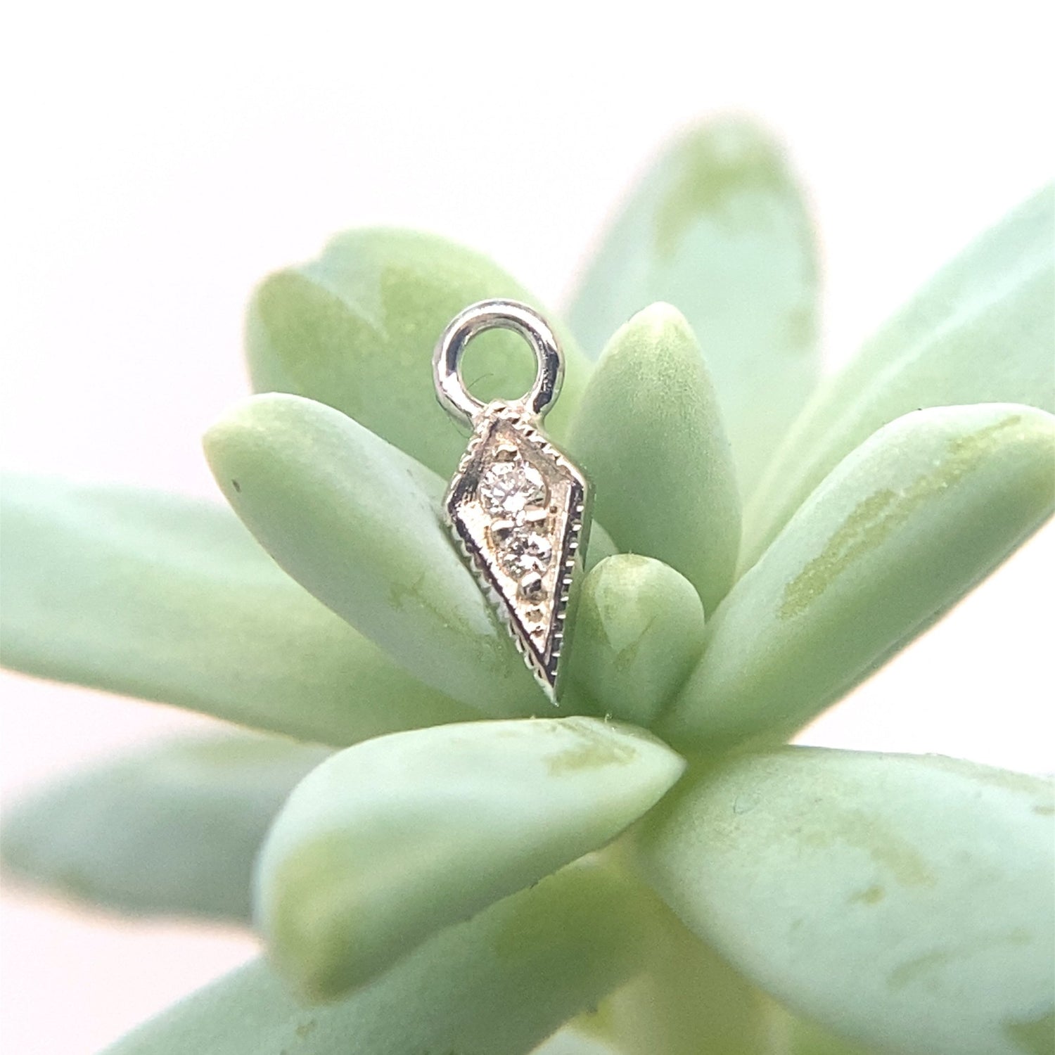 16g Charm with Dario - Navel Facing - Agave in Bloom