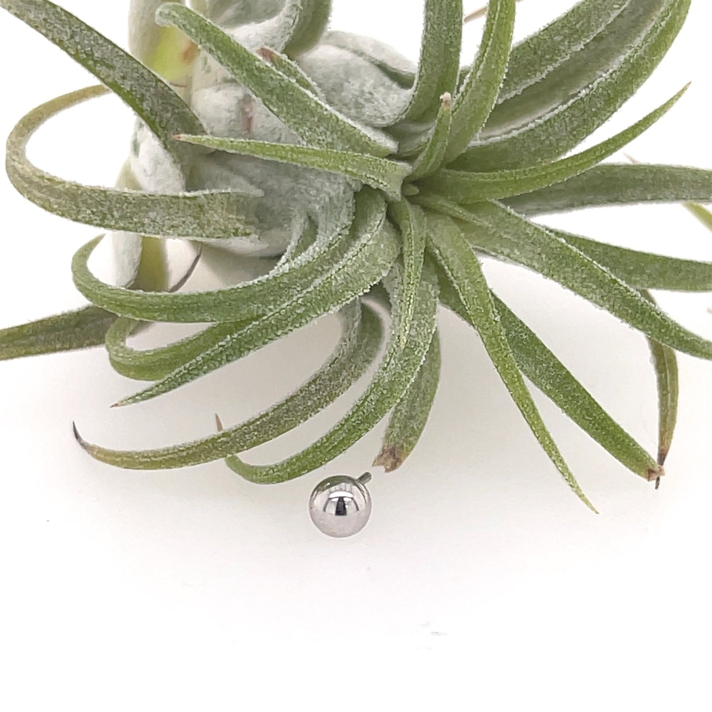 1/8" Bead - Agave in Bloom