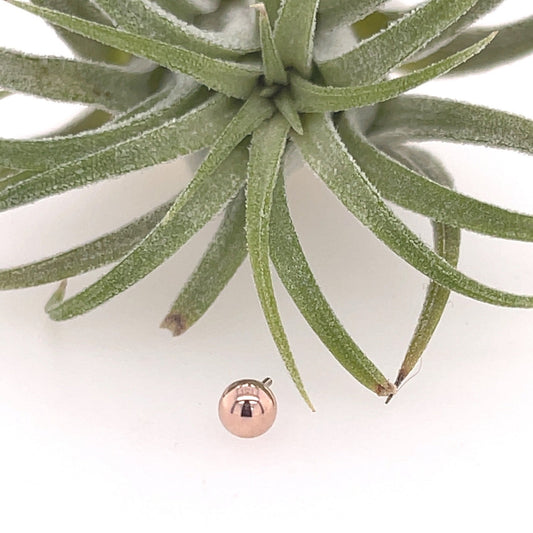 1/8" Bead - Agave in Bloom