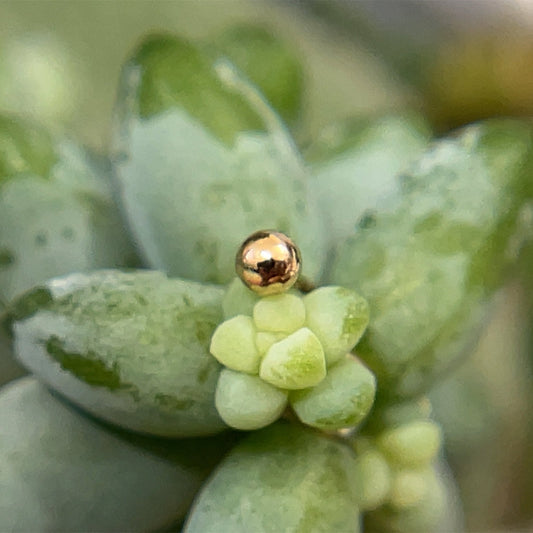 2mm Bead - Agave in Bloom