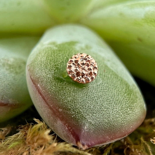 3mm Round Disc - Pave Texture - Agave in Bloom