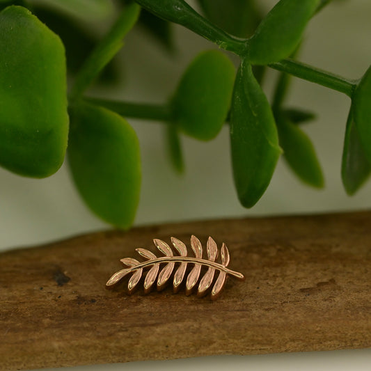 Mini Fern