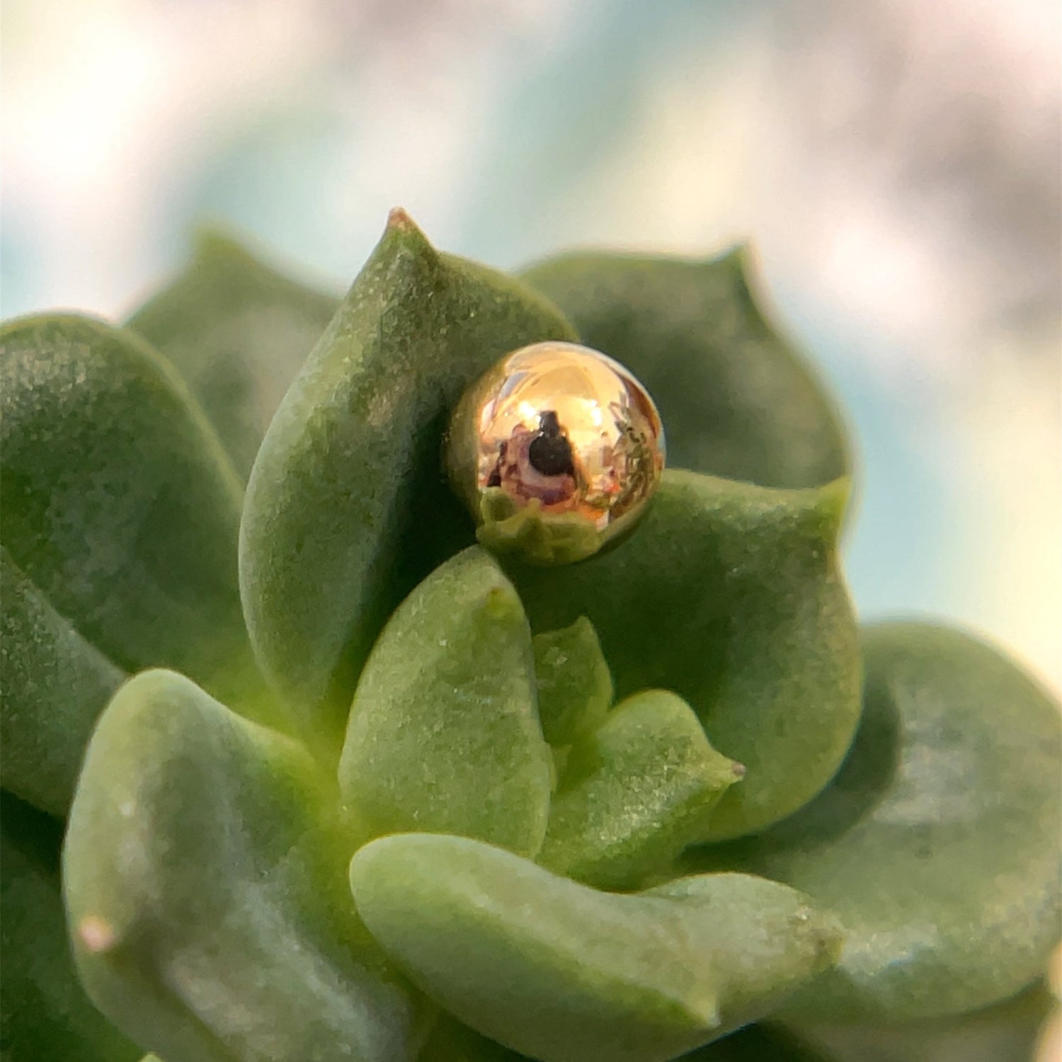 5/32" Bead - Agave in Bloom