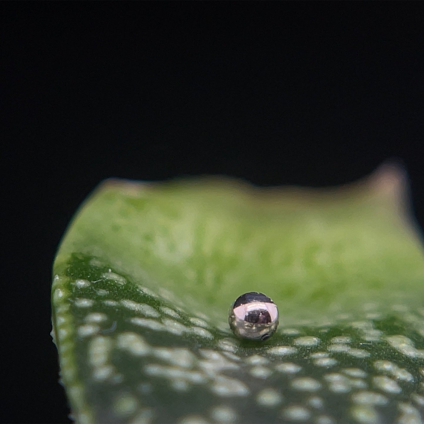 5/32" Bead - Agave in Bloom