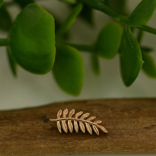 Mini Fern