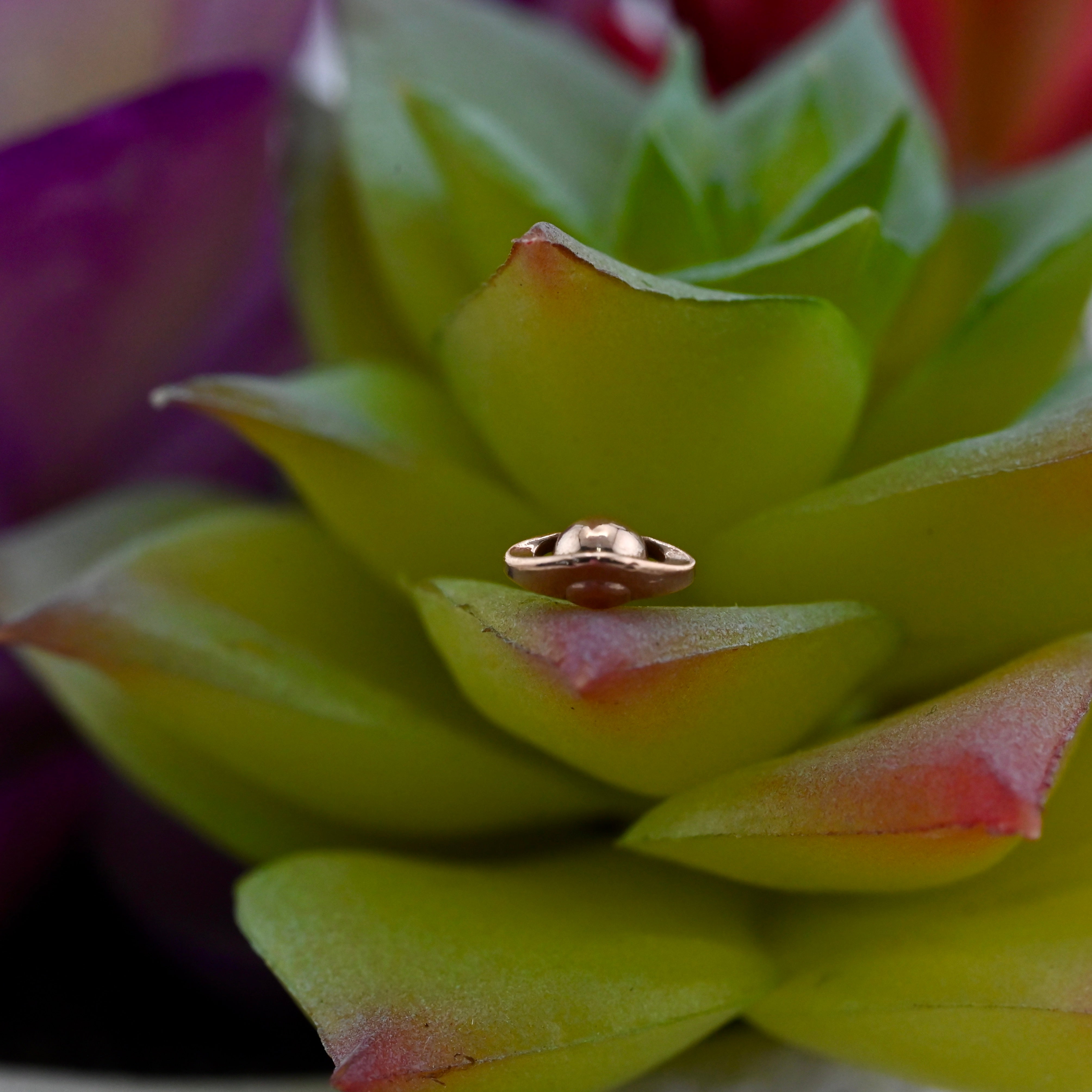 Saturn Agave in Bloom