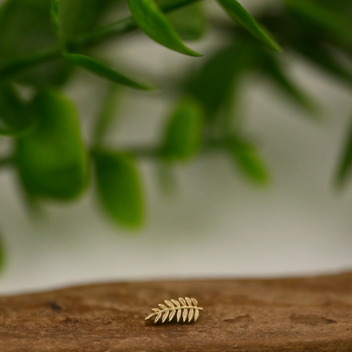 Tiny Fern