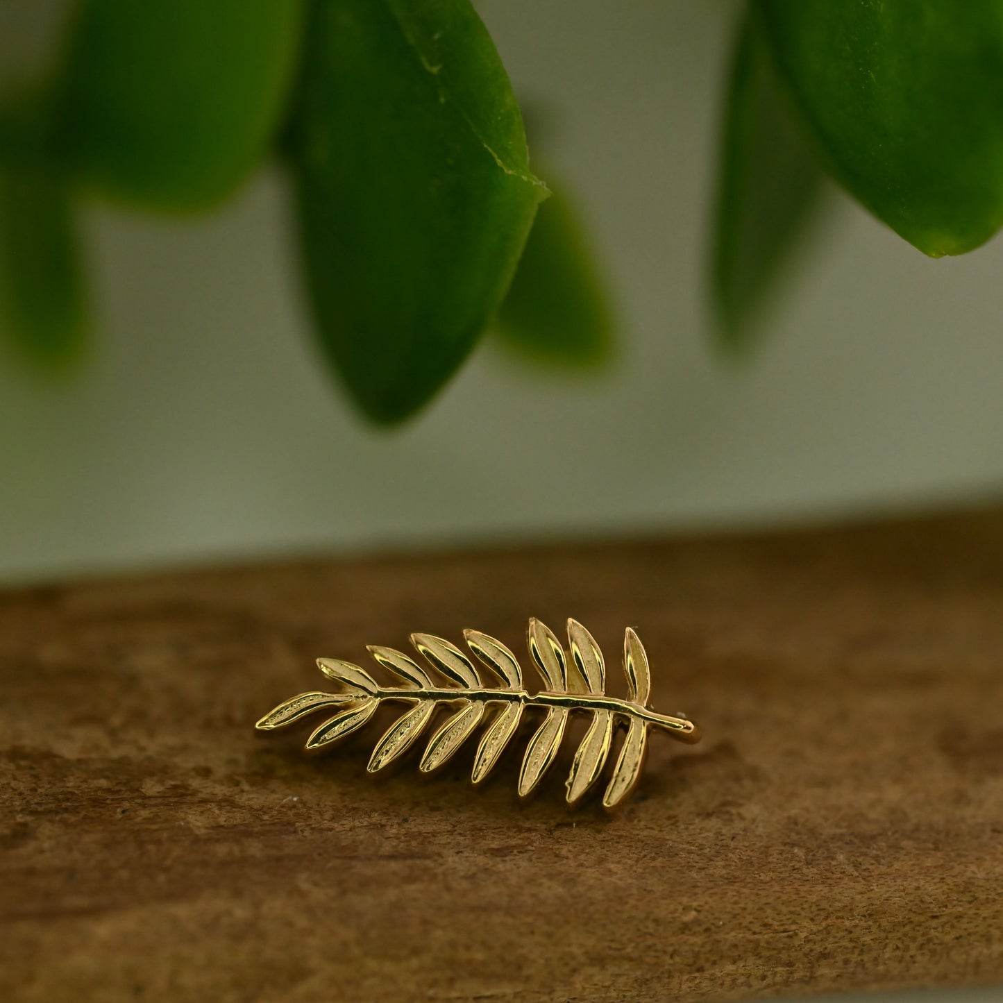 Mini Fern