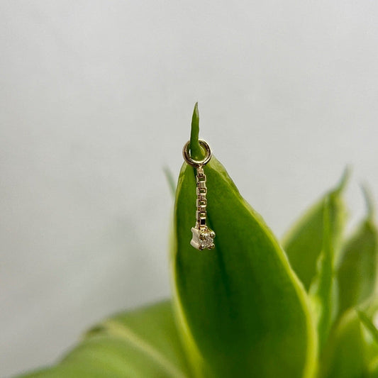 Bam Bam Charm - Agave in Bloom