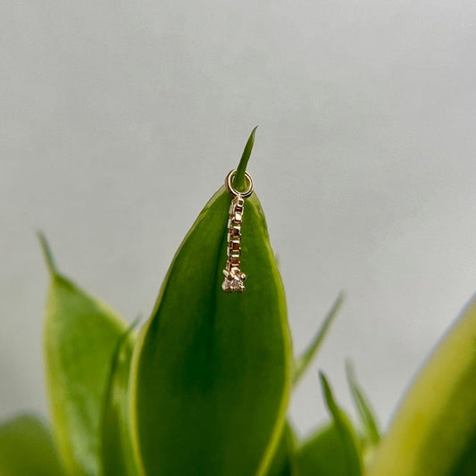 Bam Bam Charm - Agave in Bloom