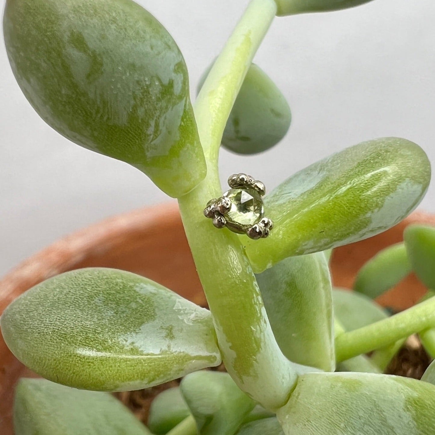 Cleo Beaded End - Agave in Bloom