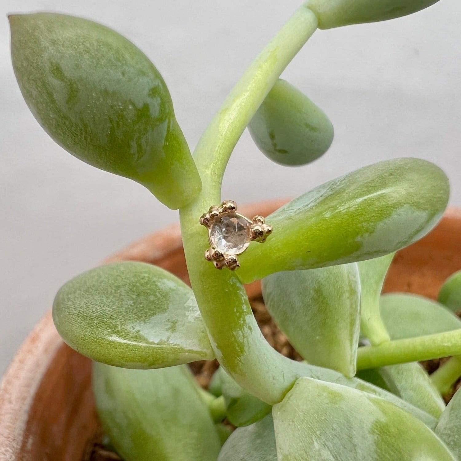 Cleo Beaded End - Agave in Bloom