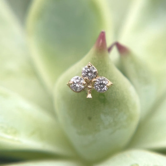 Diamond Clover End - Agave in Bloom