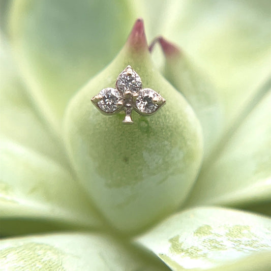 Diamond Clover End - Agave in Bloom