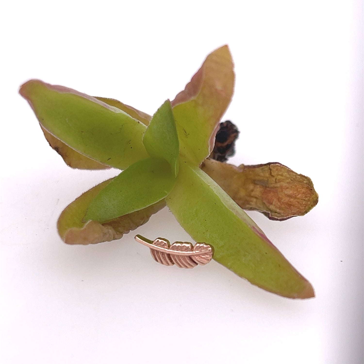 Feather 10mm - Agave in Bloom