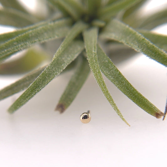 Half Dome 1.5mm - Agave in Bloom