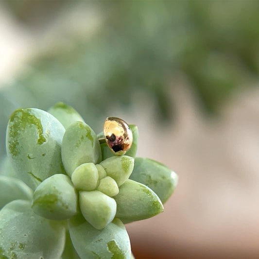 Half Dome 2mm - Agave in Bloom