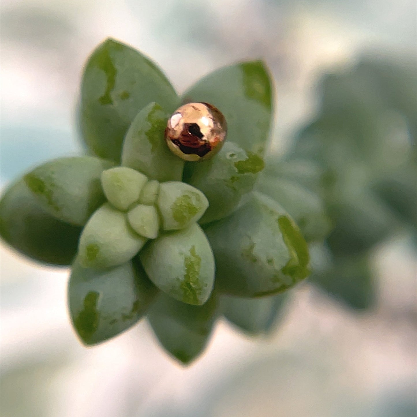 Half Dome - 3mm - Agave in Bloom