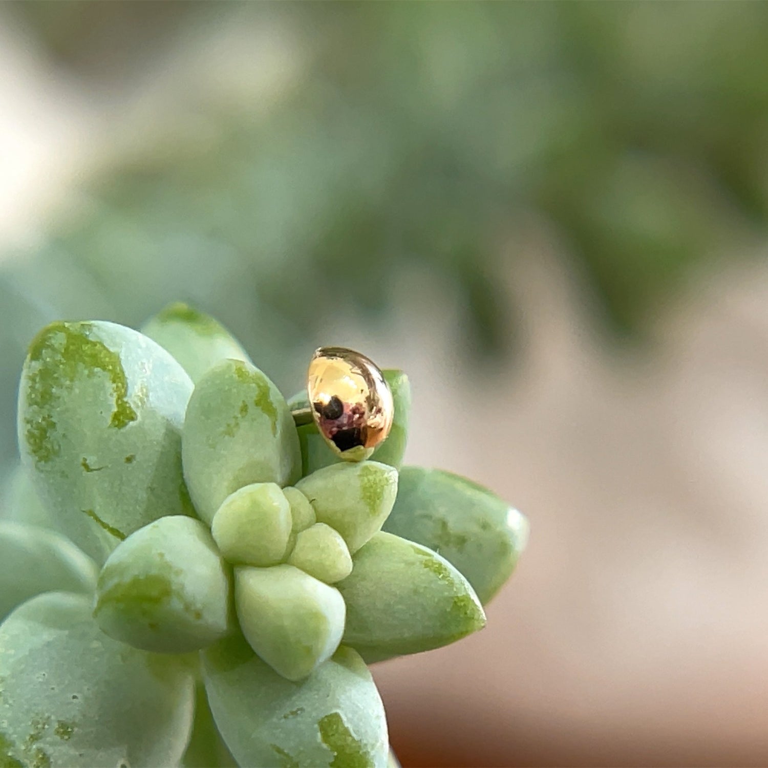 Half Dome - 3mm - Agave in Bloom