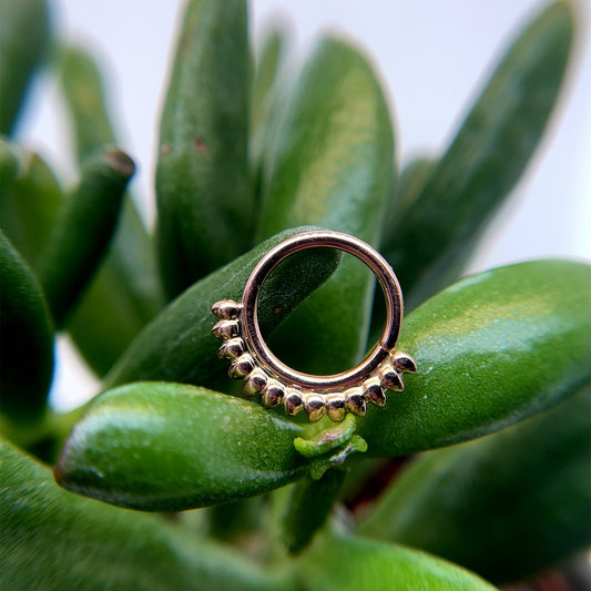 Janus - Agave in Bloom