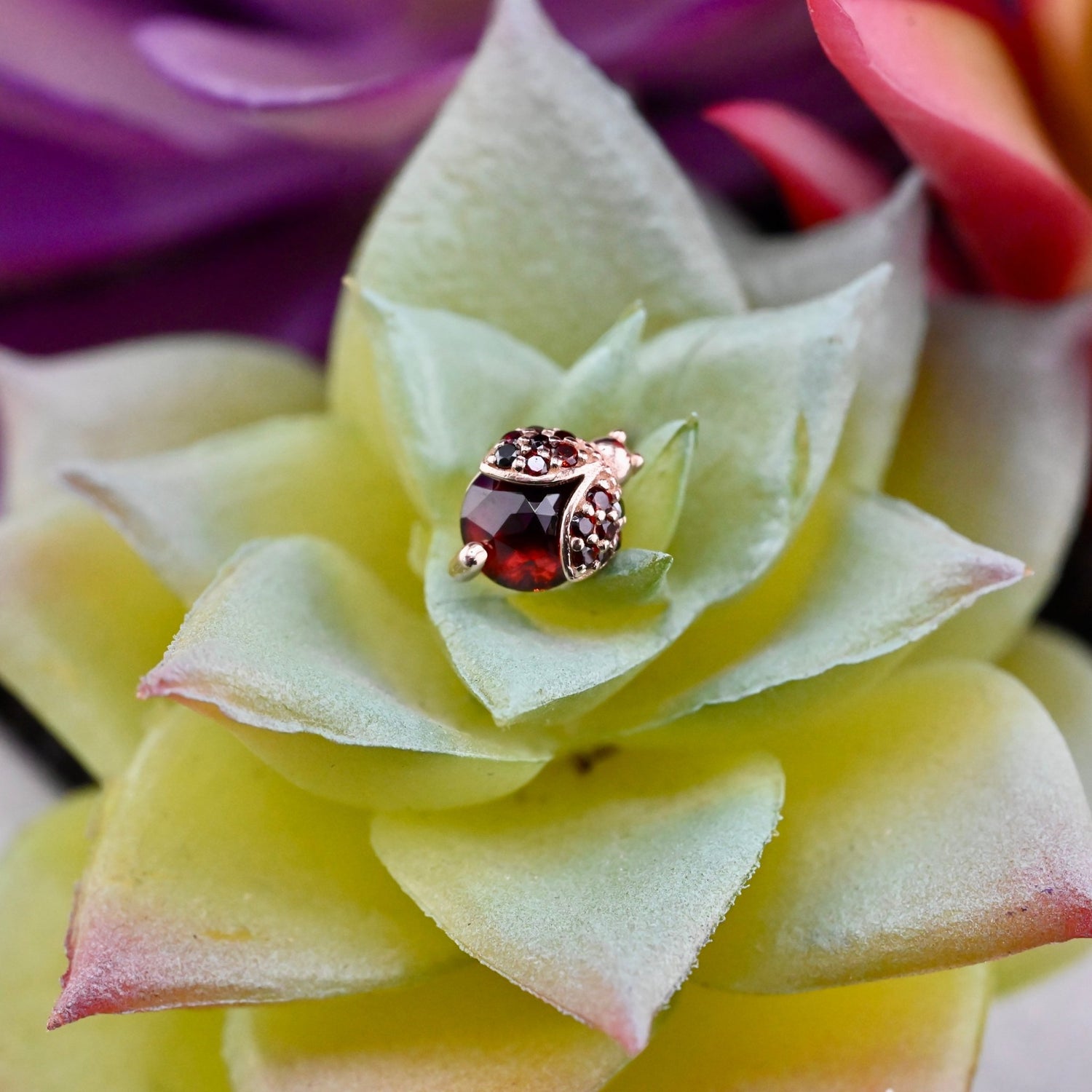 Lady Bird Beetle - Agave in Bloom