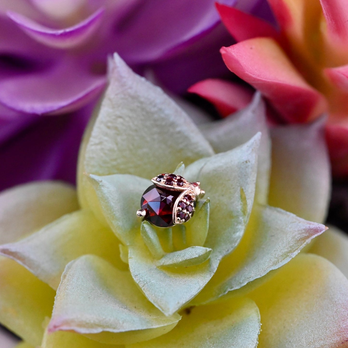 Lady Bird Beetle - Agave in Bloom