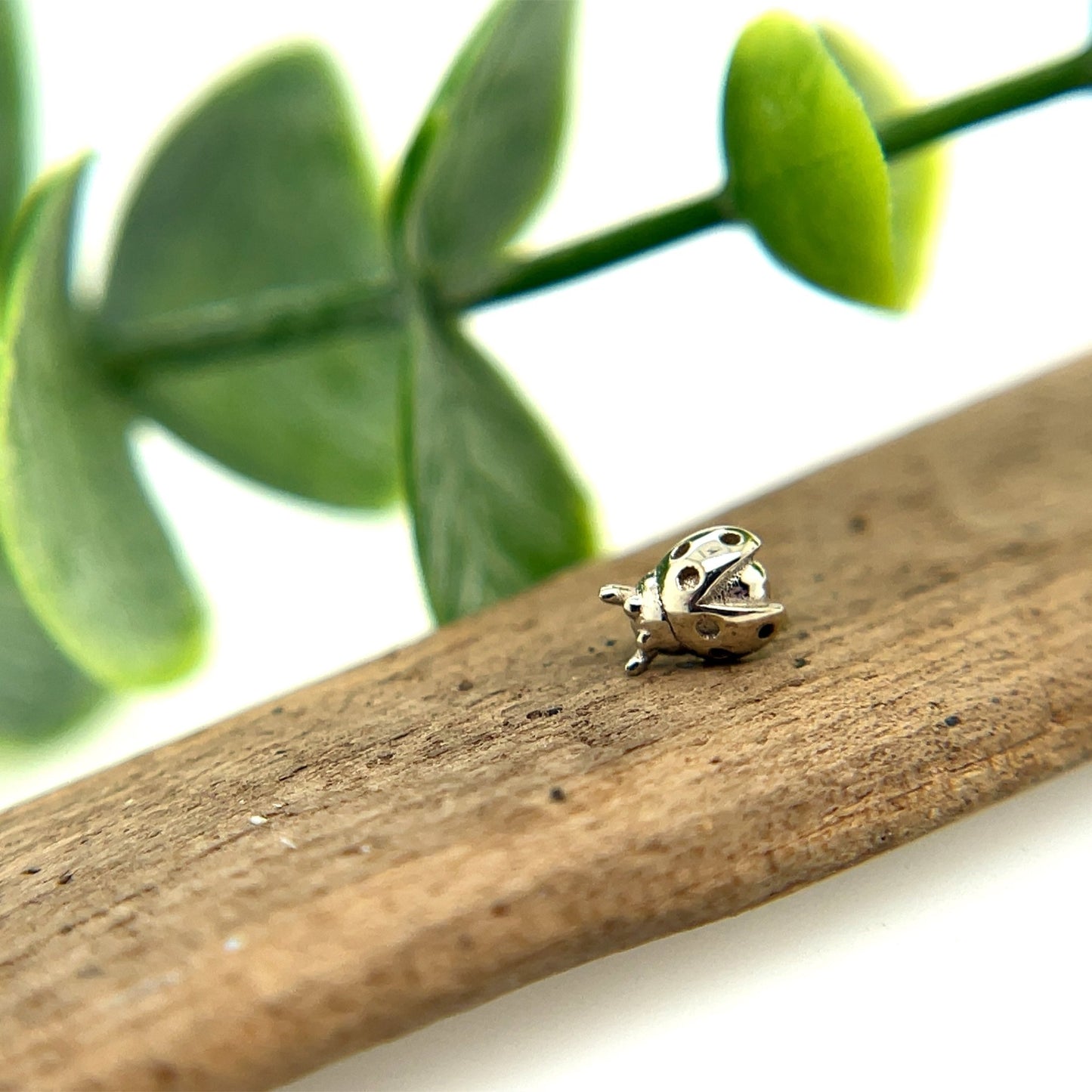 Ladybug - Agave in Bloom