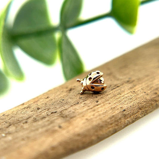 Ladybug - Agave in Bloom