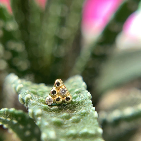 Little Secret 6 - Agave in Bloom