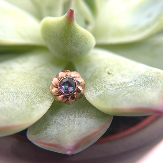 Penelope - Agave in Bloom