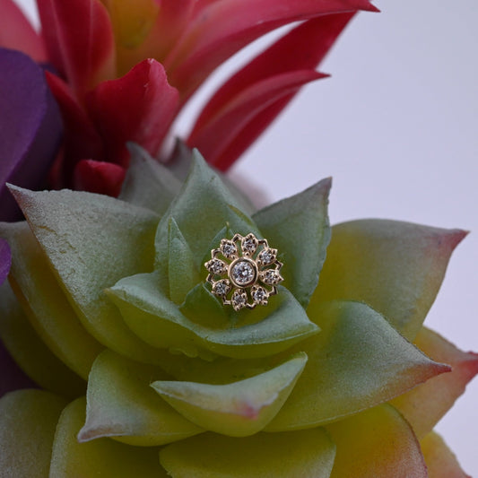 Rosette - Agave in Bloom