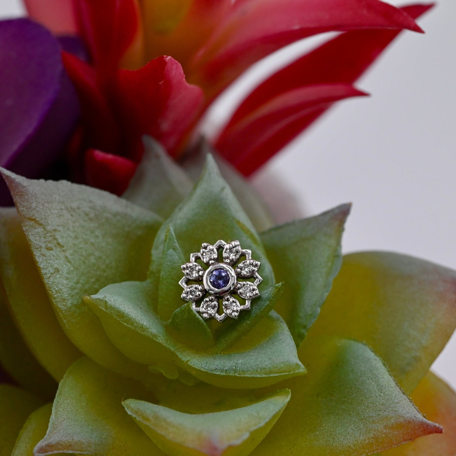 Rosette - Agave in Bloom