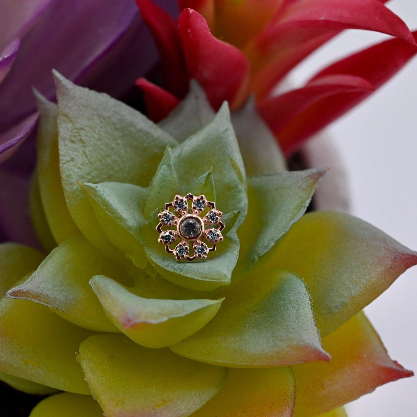 Rosette - Agave in Bloom