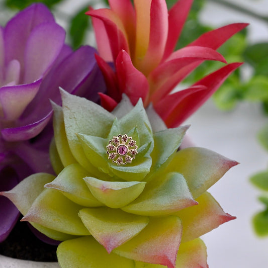 Rosette - Agave in Bloom